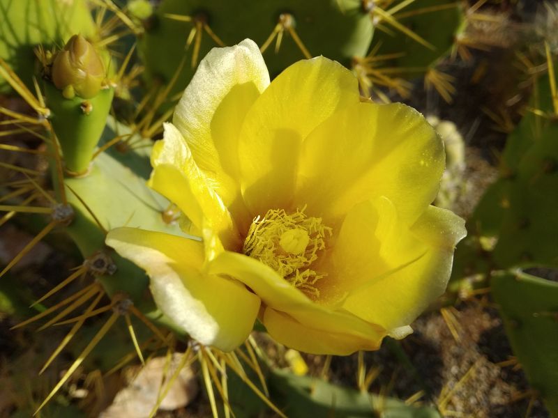 A photo of Opuntia dillenii