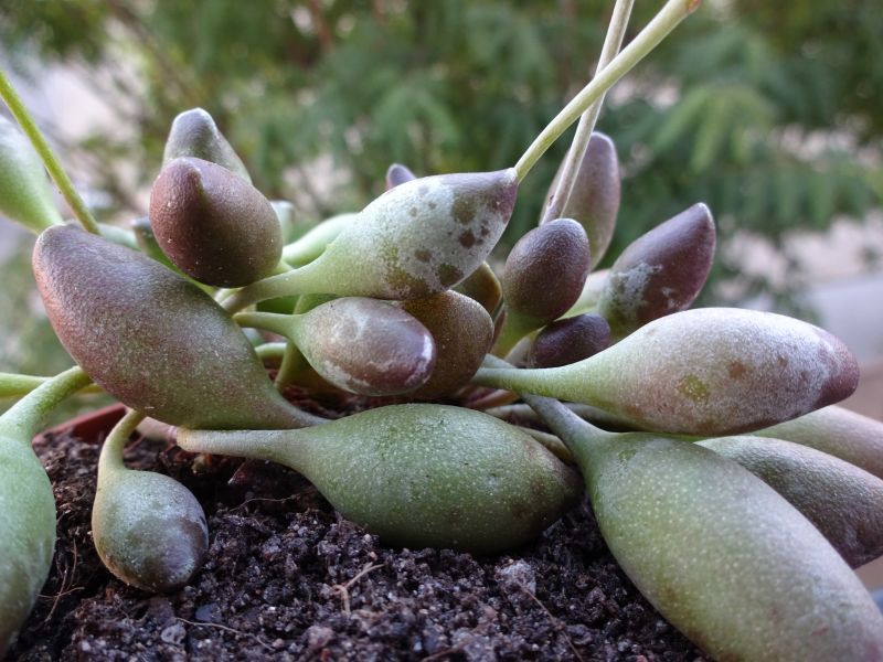 A photo of Adromischus cristatus Indian Clubs