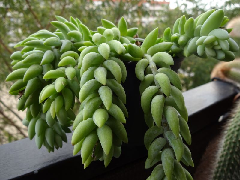 A photo of Sedum morganianum