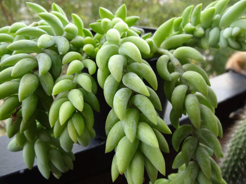A photo of Sedum morganianum
