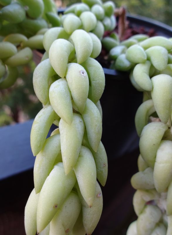 A photo of Sedum morganianum