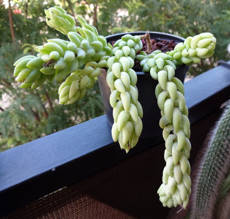 A photo of Sedum morganianum