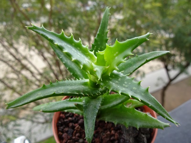 A photo of Aloe buettneri