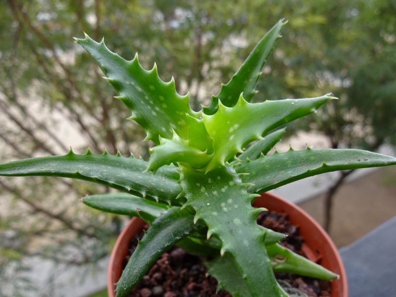 A photo of Aloe buettneri