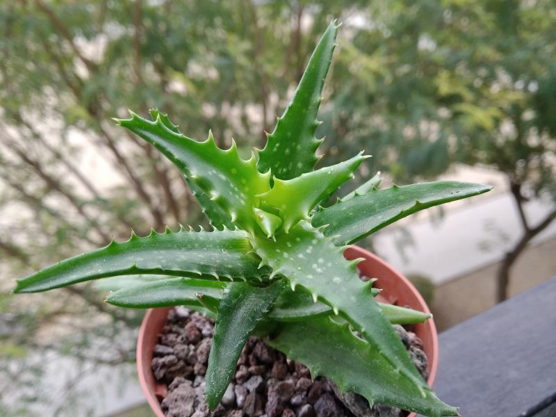 A photo of Aloe buettneri