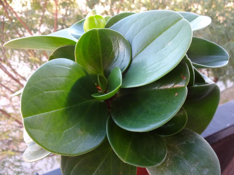 Una foto de Peperomia obtusifolia  