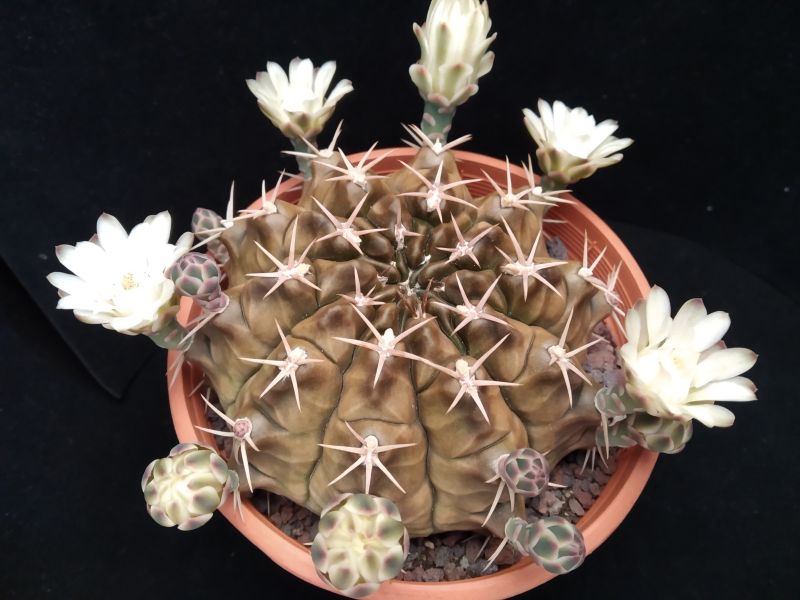 A photo of Gymnocalycium anisitsii