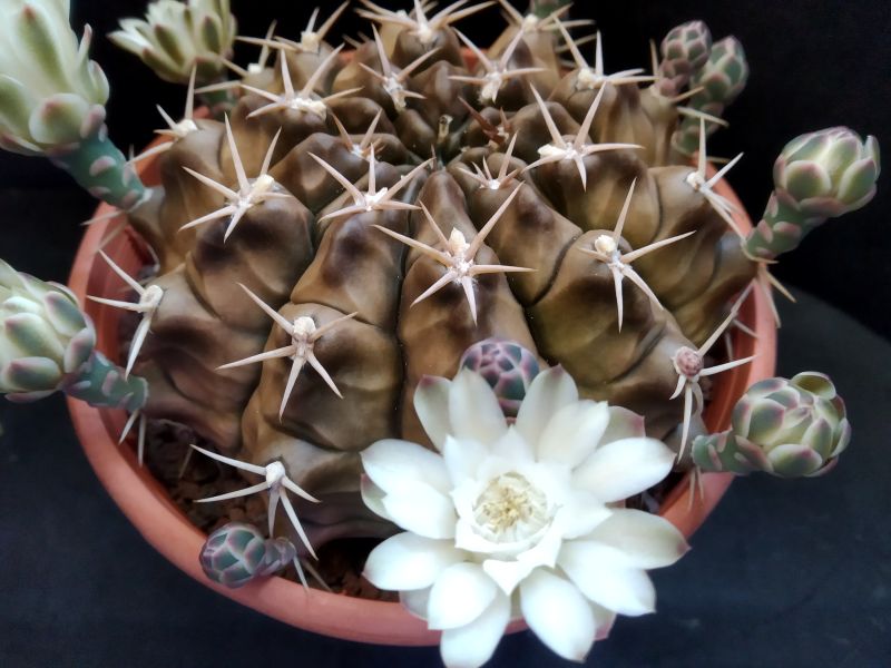 A photo of Gymnocalycium anisitsii