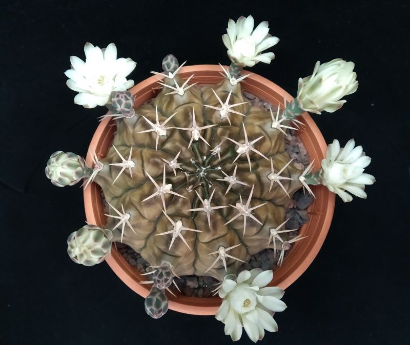 A photo of Gymnocalycium anisitsii