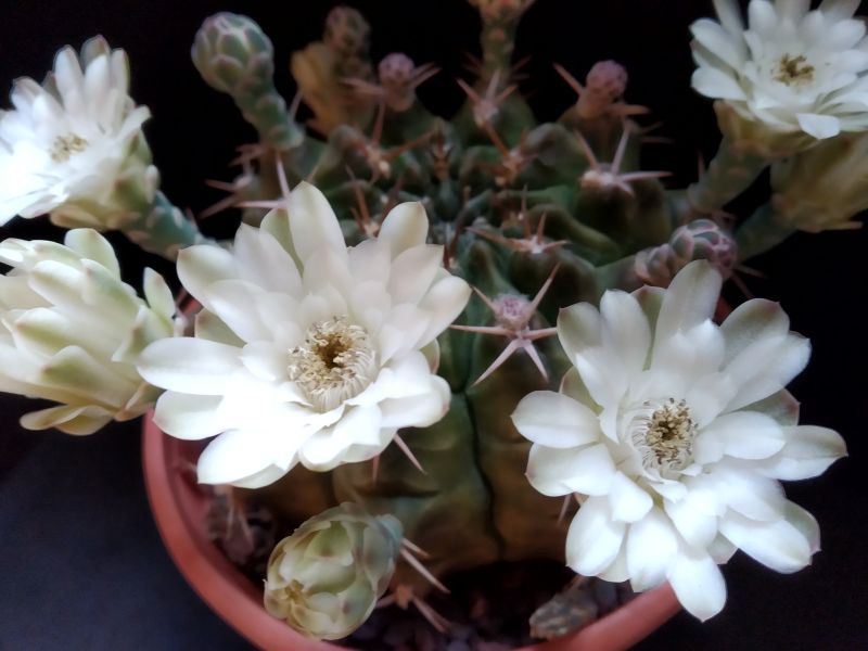 A photo of Gymnocalycium anisitsii