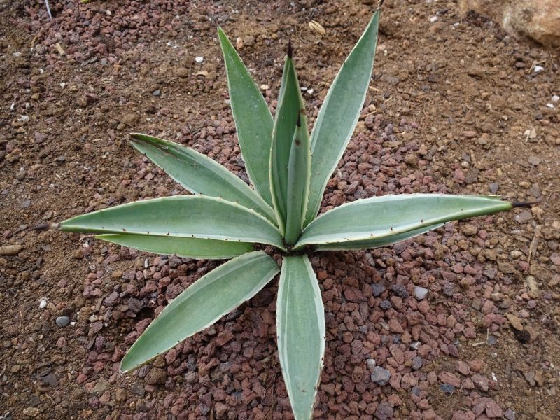 Una foto de Agave vivipara fma. variegada