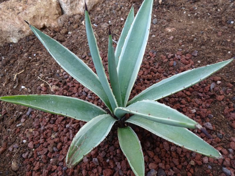 Una foto de Agave vivipara fma. variegada