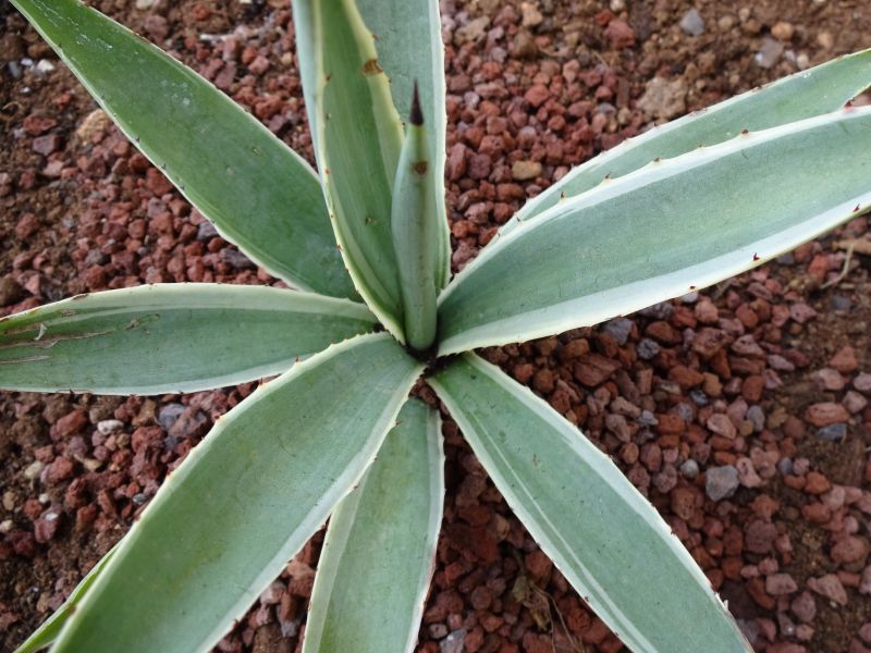 Una foto de Agave vivipara fma. variegada