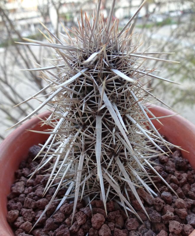 Una foto de Stenocereus eruca
