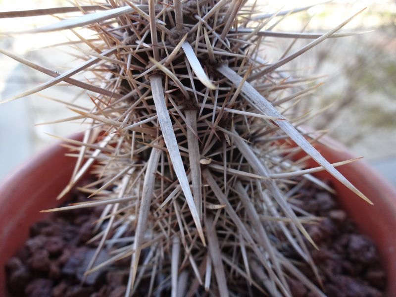 Una foto de Stenocereus eruca