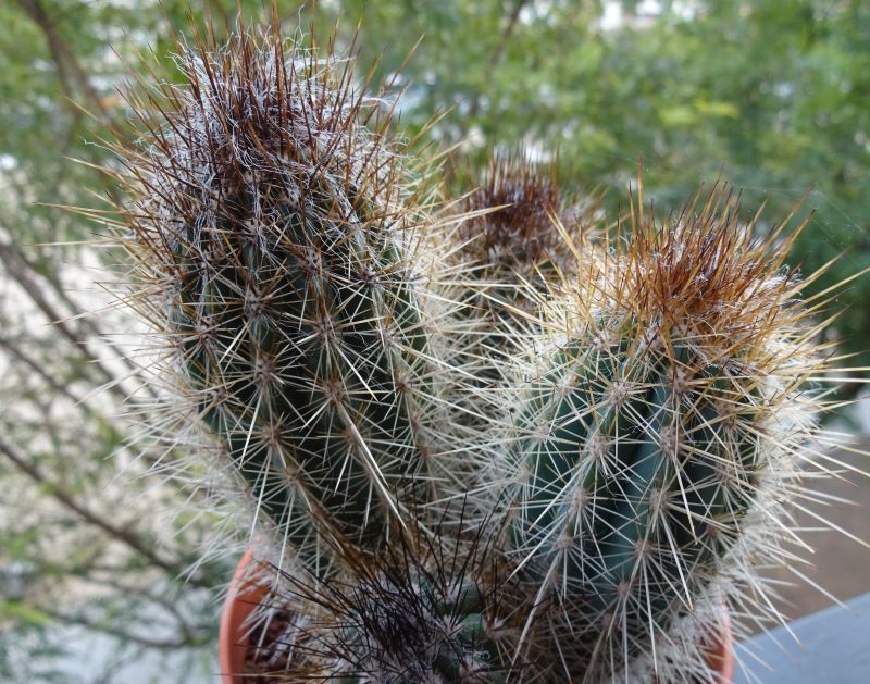 A photo of Pilosocereus gounellei