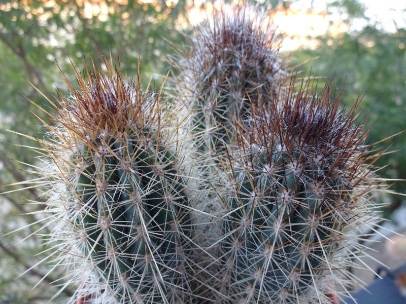 A photo of Pilosocereus gounellei