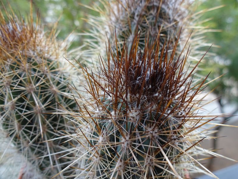 A photo of Pilosocereus gounellei