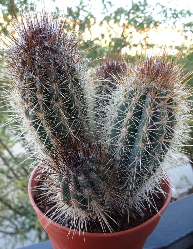 A photo of Pilosocereus gounellei
