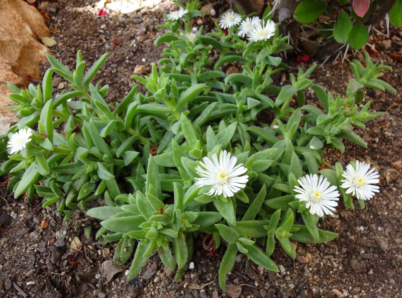 A photo of Delosperma ecklonis  