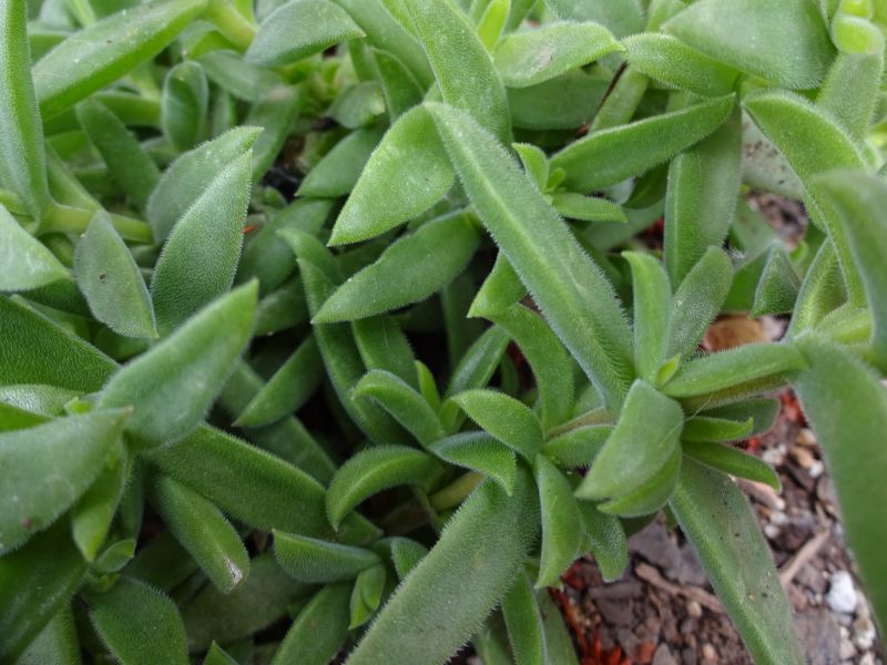 A photo of Delosperma ecklonis  