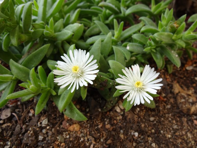 A photo of Delosperma ecklonis  