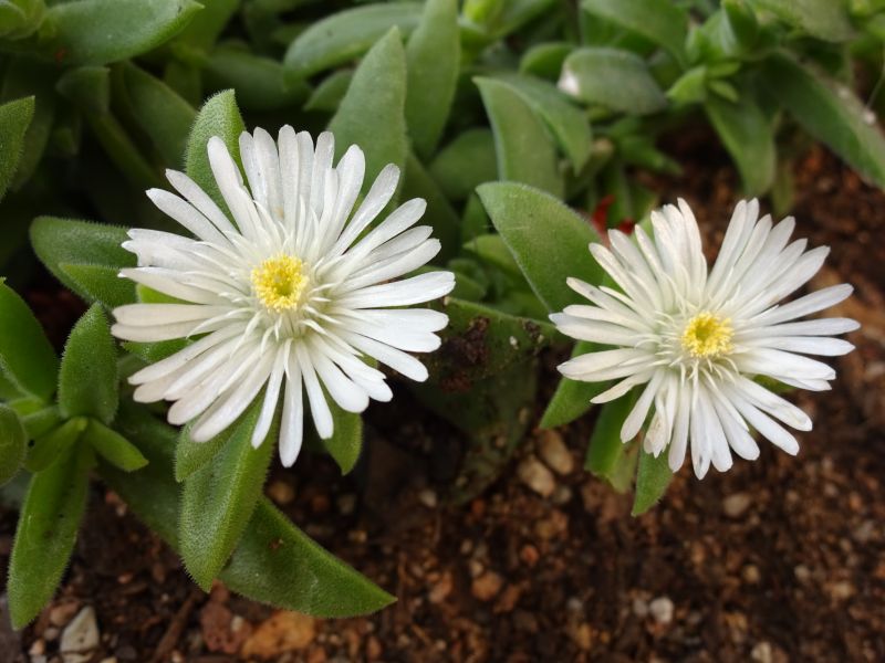 A photo of Delosperma ecklonis  
