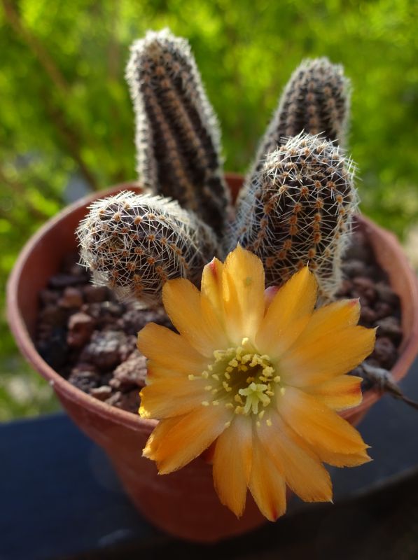 Una foto de Lobivia pygmaea