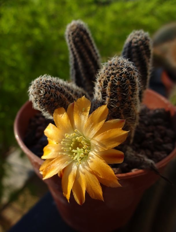 Una foto de Lobivia pygmaea