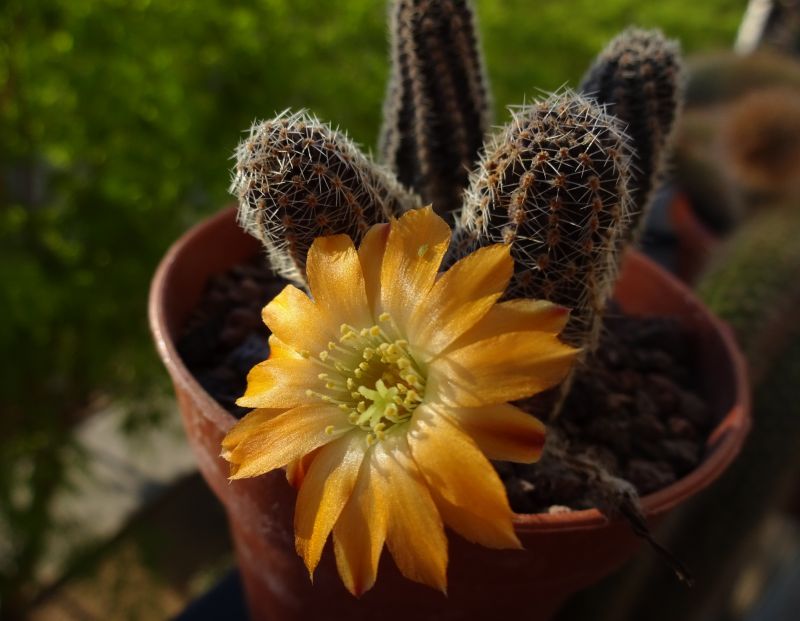 Una foto de Lobivia pygmaea