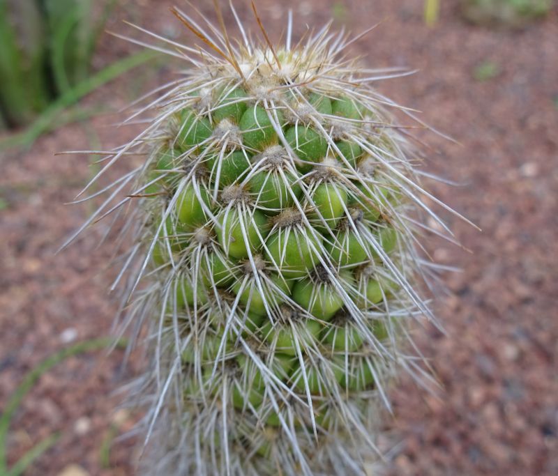 A photo of Austrocylindropuntia pachypus
