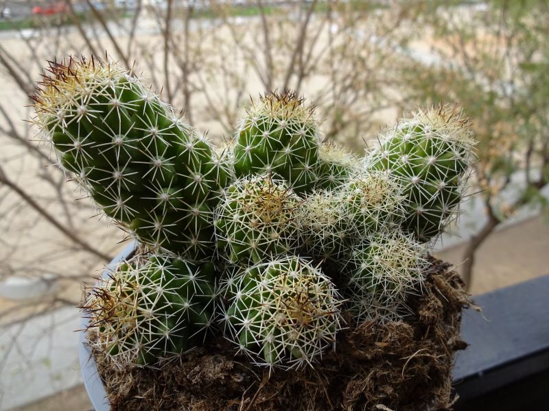Una foto de Mammillaria sphacelata