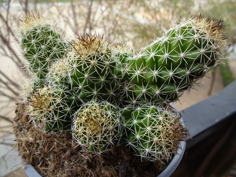 Una foto de Mammillaria sphacelata