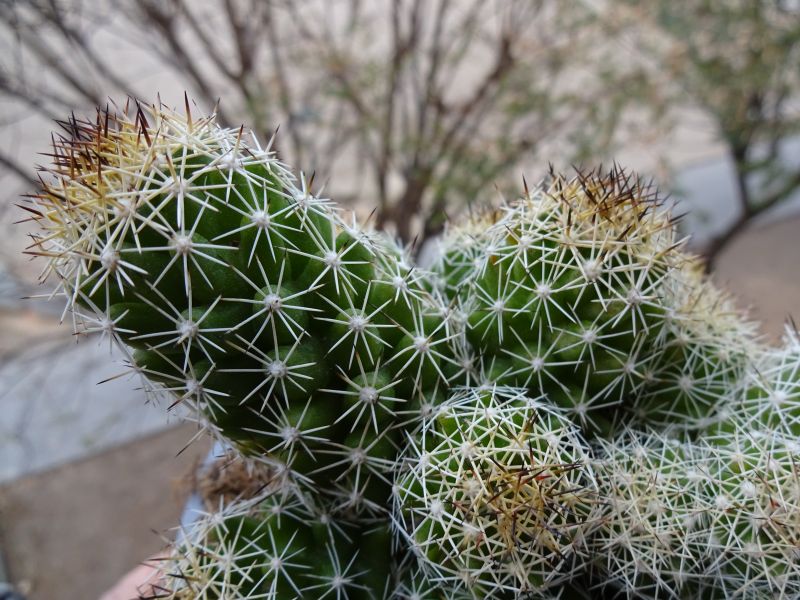 Una foto de Mammillaria sphacelata