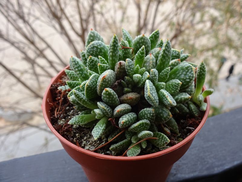 A photo of Crassula ausensis
