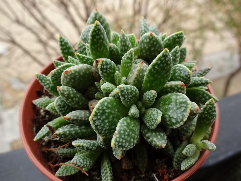 A photo of Crassula ausensis