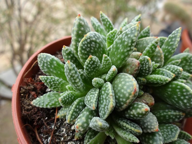 A photo of Crassula ausensis