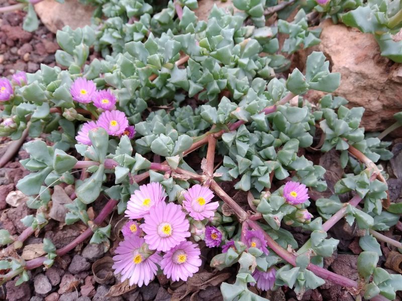 A photo of Lampranthus deltoides