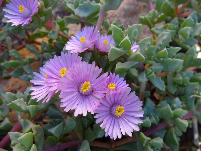 A photo of Lampranthus deltoides