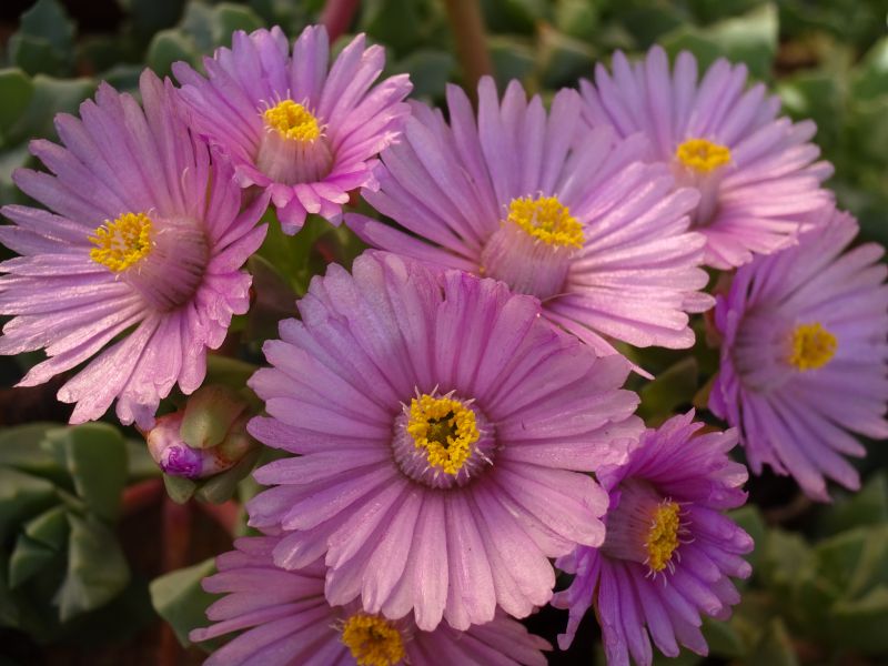 A photo of Lampranthus deltoides