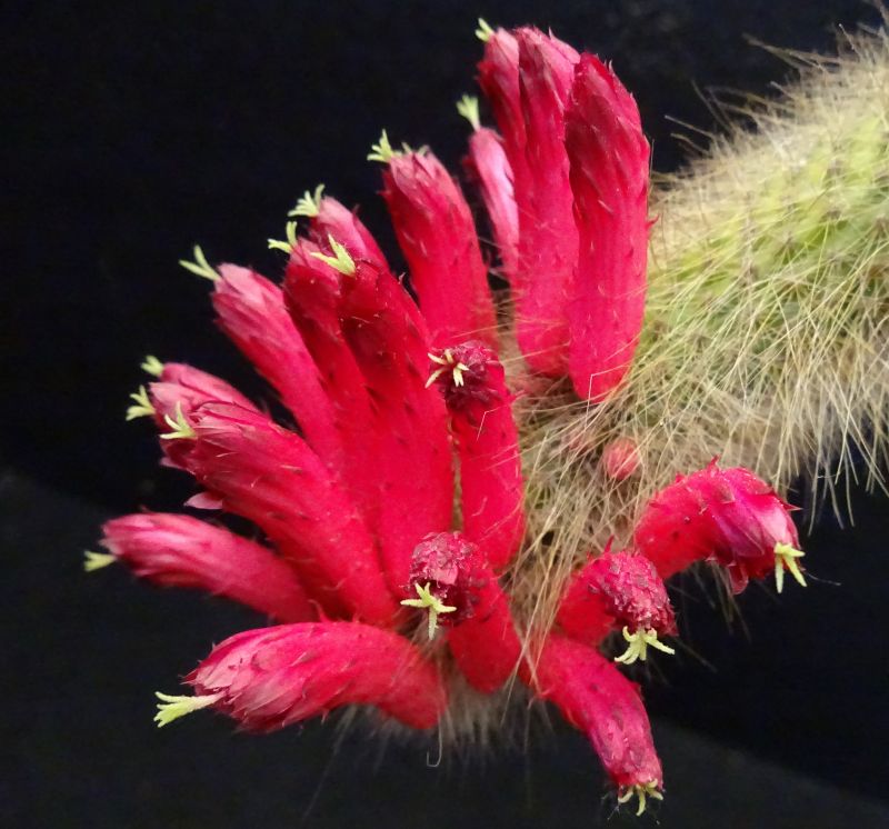 Una foto de Cleistocactus brookeae ssp. vulpis-cauda