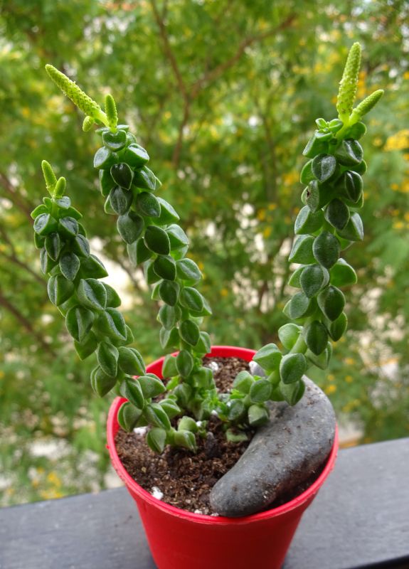 Una foto de Peperomia columella  