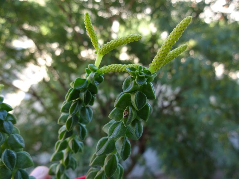 Una foto de Peperomia columella  