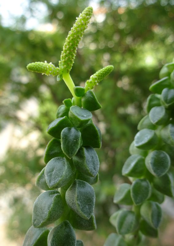 Una foto de Peperomia columella  