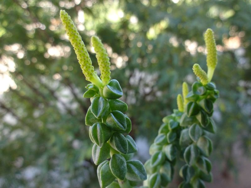 Una foto de Peperomia columella  