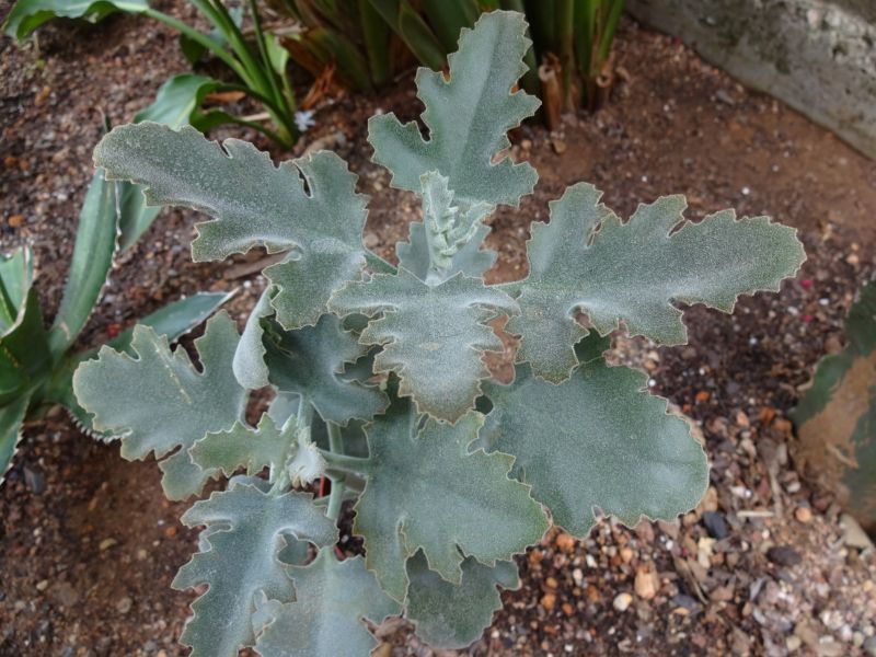 A photo of Kalanchoe beharensis