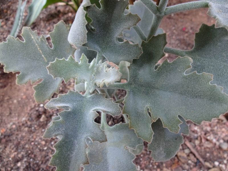 A photo of Kalanchoe beharensis