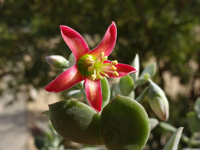 Una foto de Cotyledon woodii  