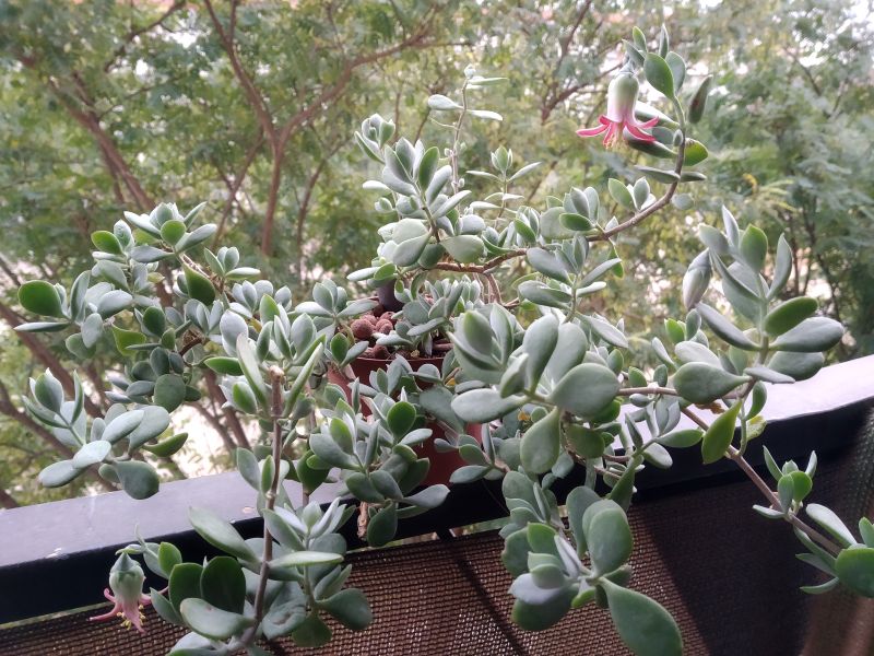 Una foto de Cotyledon woodii  