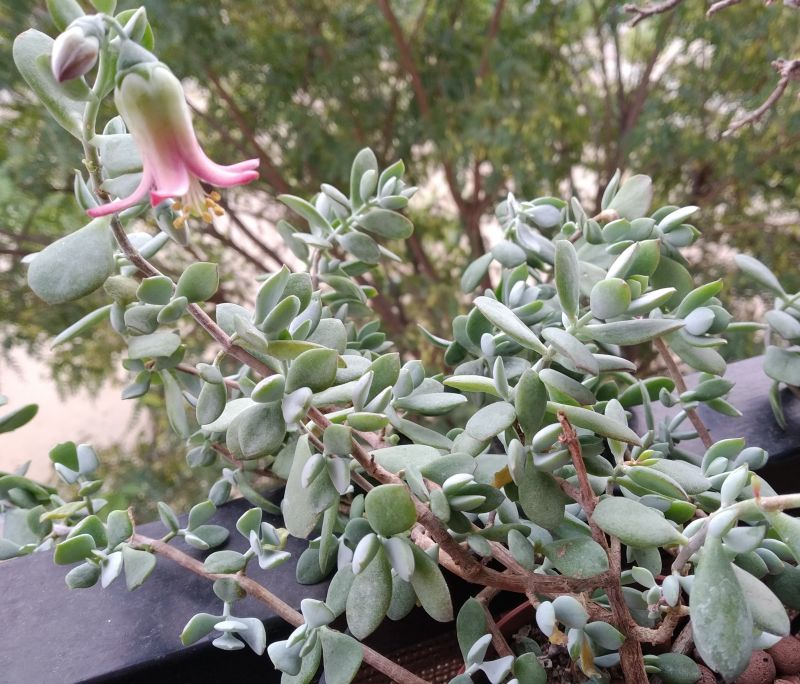 Una foto de Cotyledon woodii  